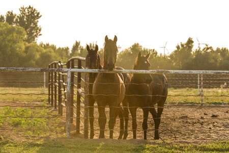 Horse animal oklahoma
