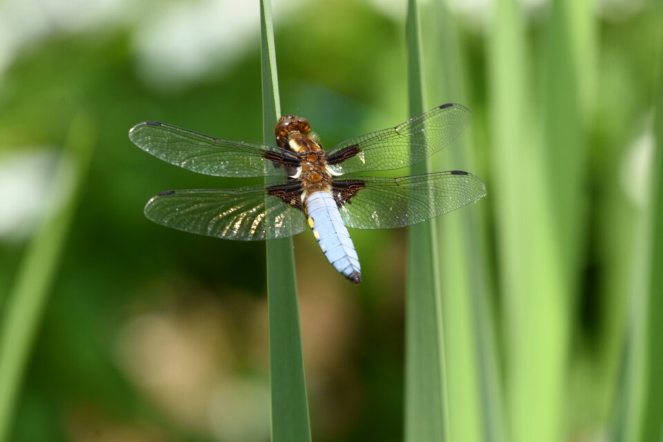 Animal insect nature