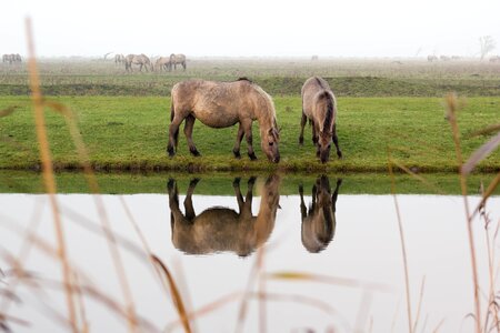 Mirror image reflections field photo