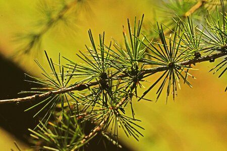 Sprig nature closeup