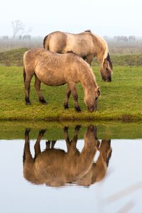 Field water pond