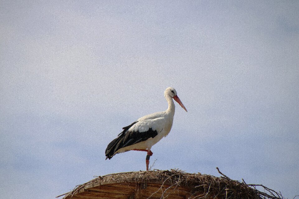 Animal nature white stork