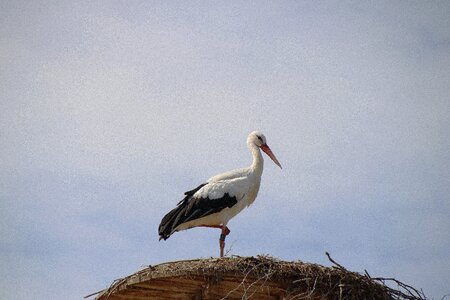 Animal nature white stork photo
