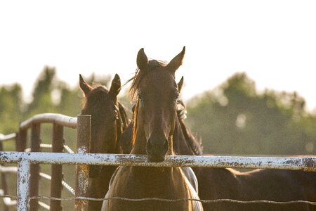 Horse focus stare photo