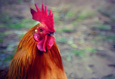 Poultry pride gockel