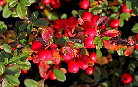 Ornamental shrub low-foaming berries