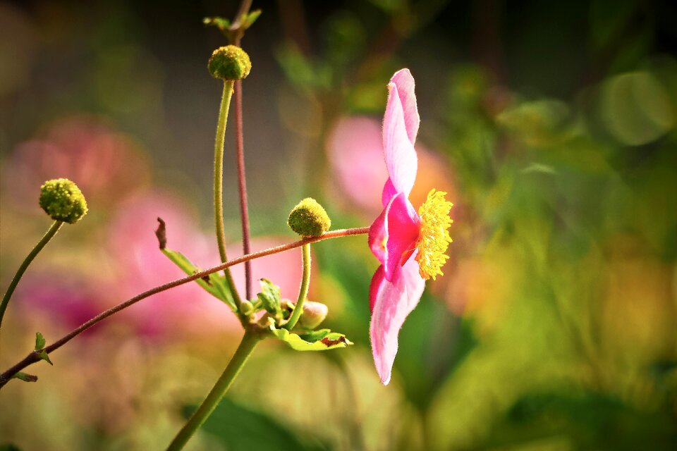 Blossom bloom plant