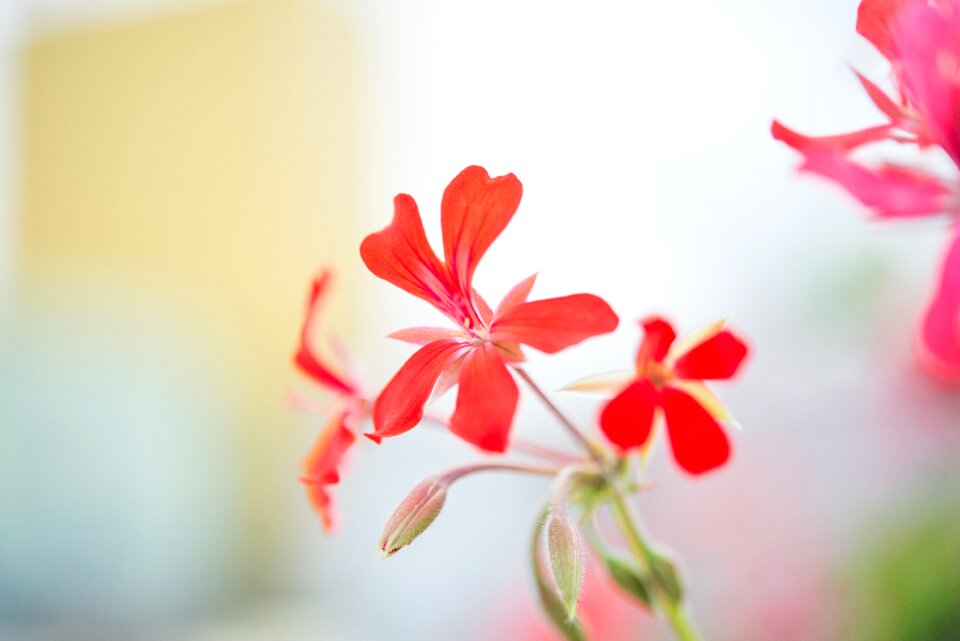Plant nature petals
