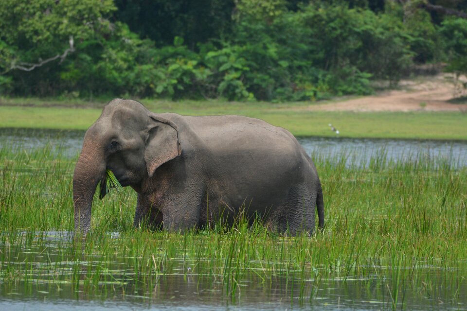 Mammal srilanka safari