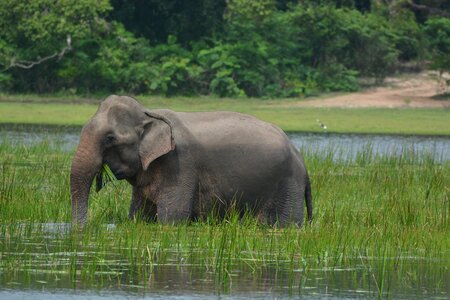 Mammal srilanka safari