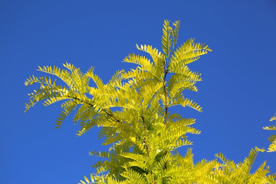 Plant summer leaves