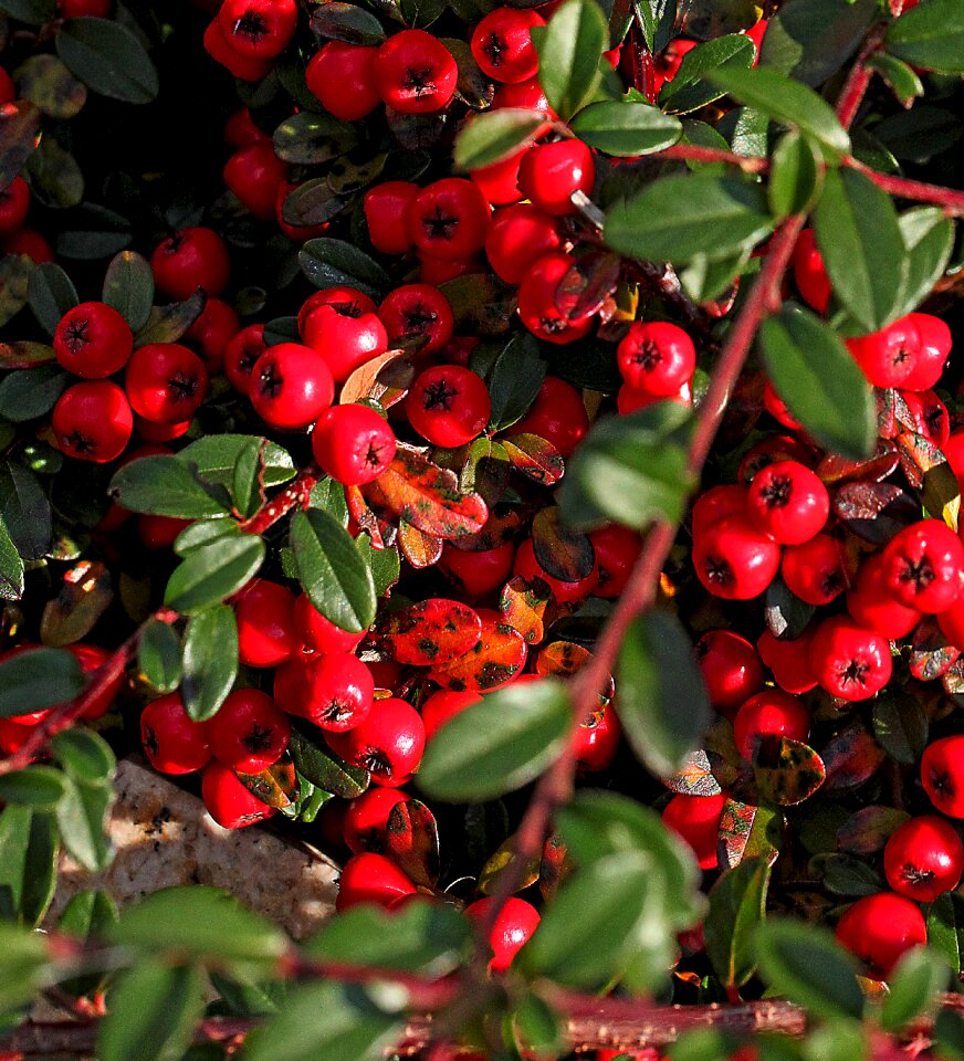 Ornamental shrub low-foaming berries