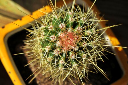 Vegetable thorns cacti