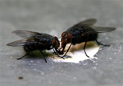 Insect flying close up