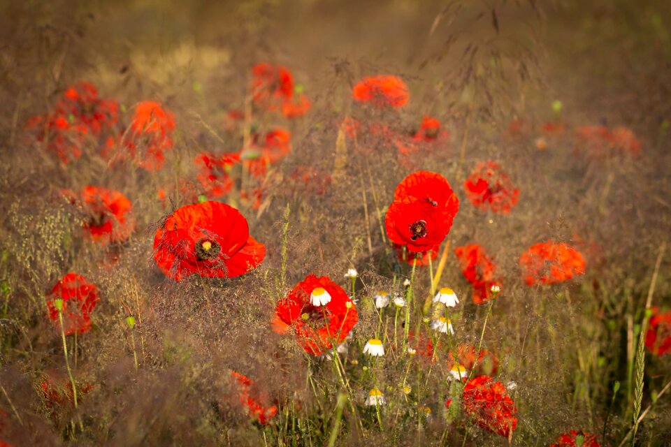 Flower figure red