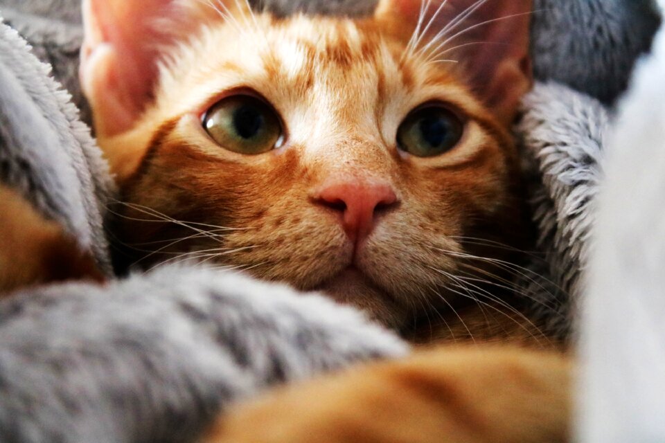 Bed relax animal