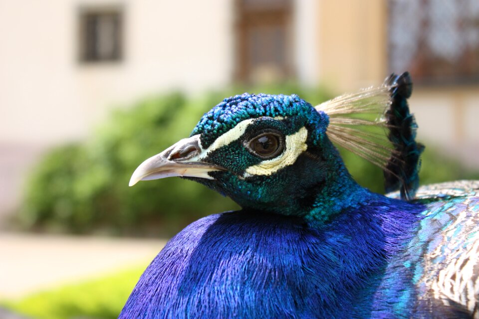Splendor bird iridescent