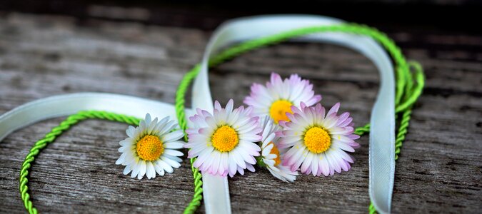 White spring lawn flower