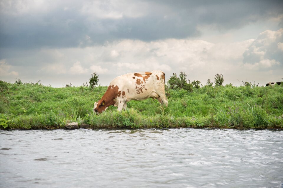 Nature landscape cattle