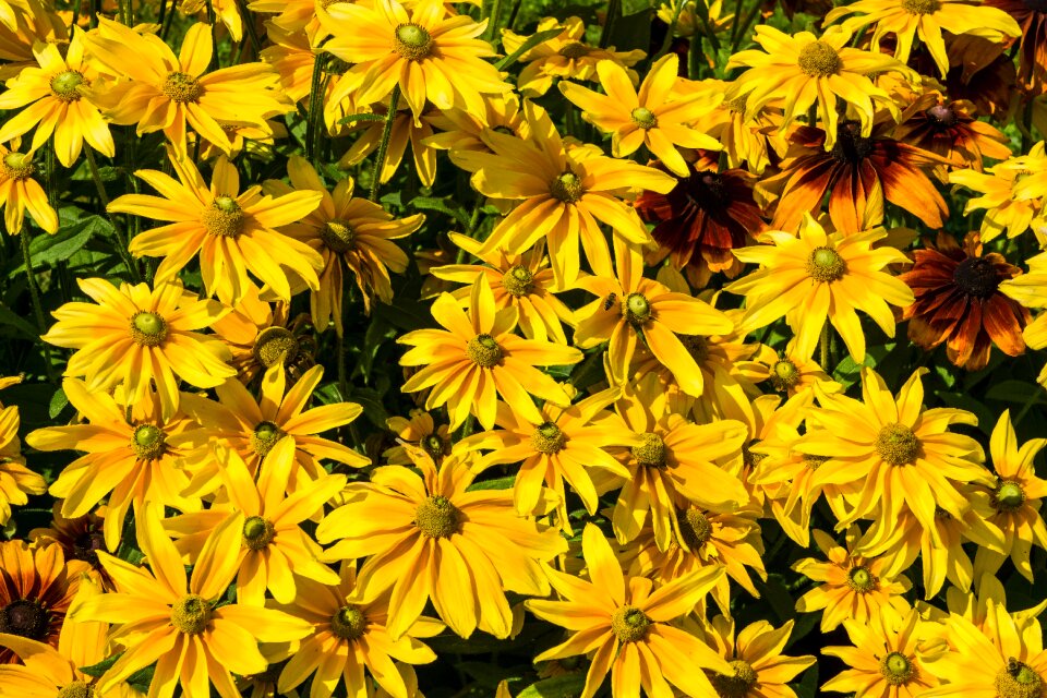 Bloom bloom meadow