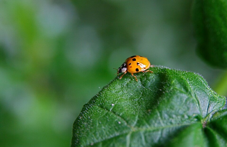 Beetle points lucky charm