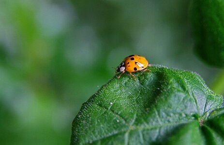 Beetle points lucky charm