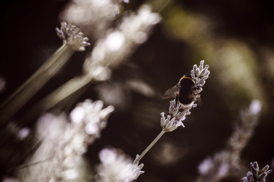 Animal nature macro