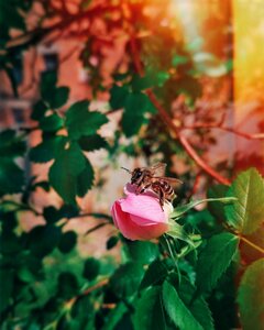 Bee rose macro