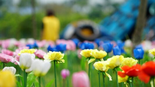 Summer garden field