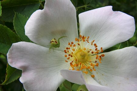 Blossom bloom white photo