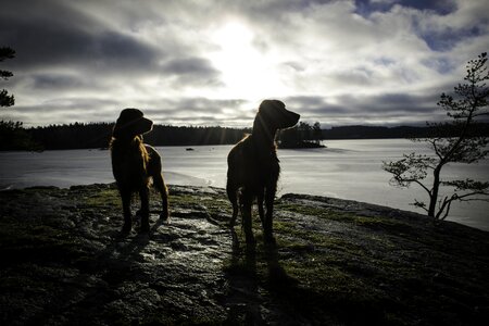 Animals nature dog