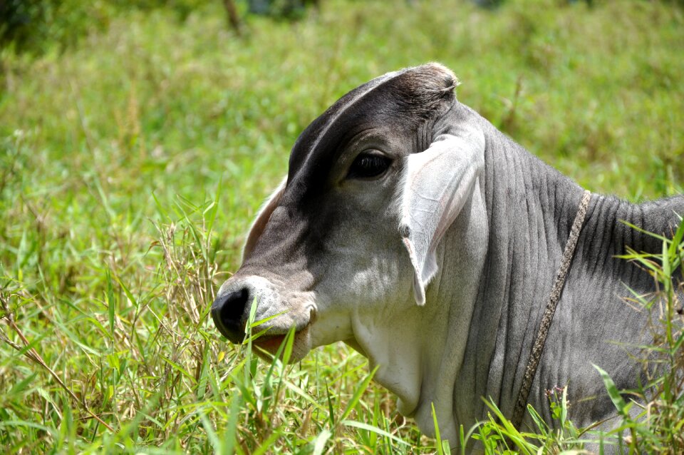 Nature henar animal husbandry
