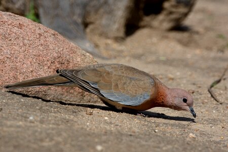 Spotted dove daroji sloth bear sanctuary india photo