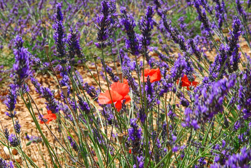 France color poppies