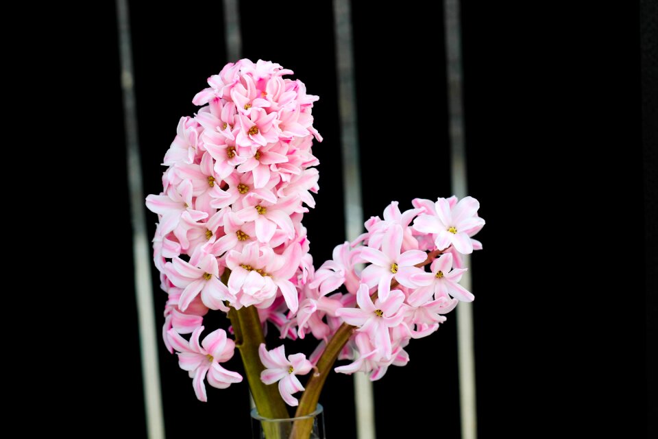 Petal floral closeup