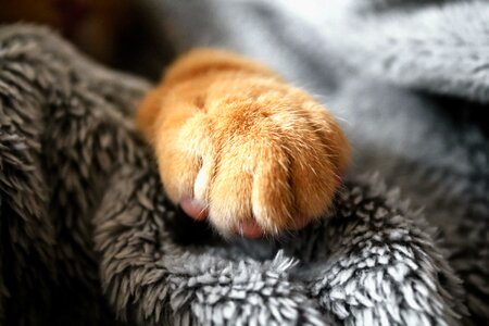 Cute fluffy pet