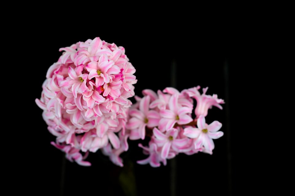 Petal floral beautiful