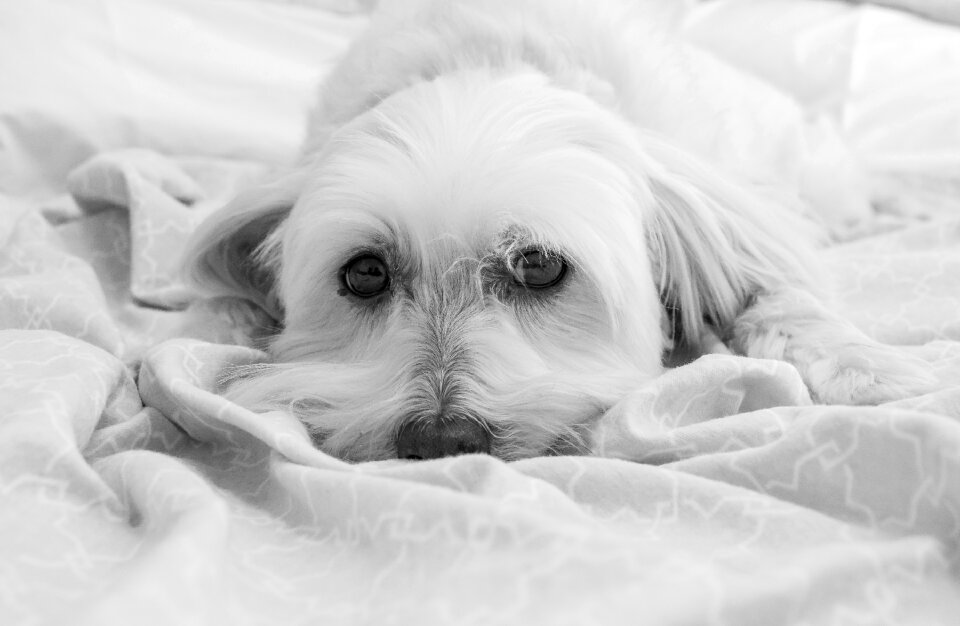 Animal doggy adorable
