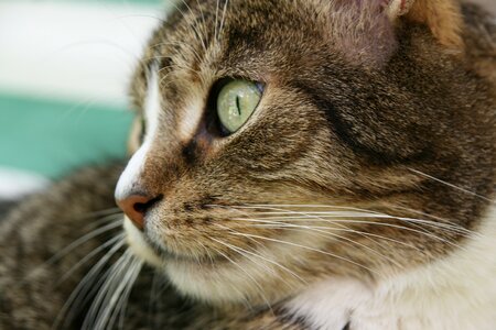 Whiskers cat face mackerel