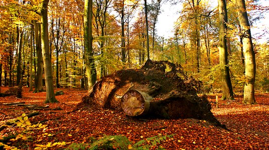 Wood tree autumn