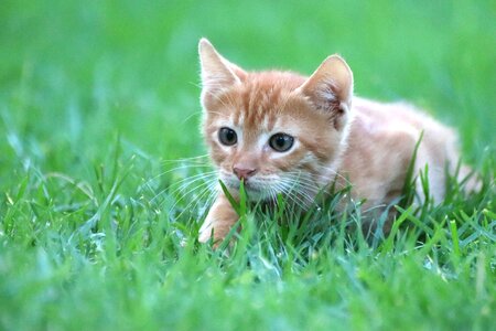Red baby cat sneak