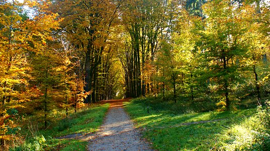 Trees autumn forest path photo
