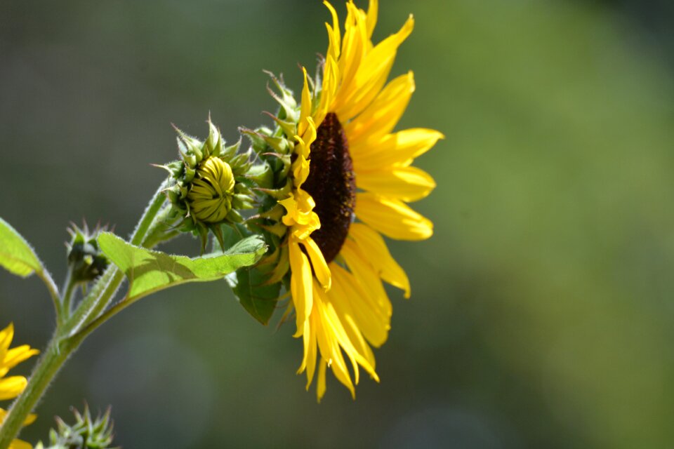 Plant nature sunny