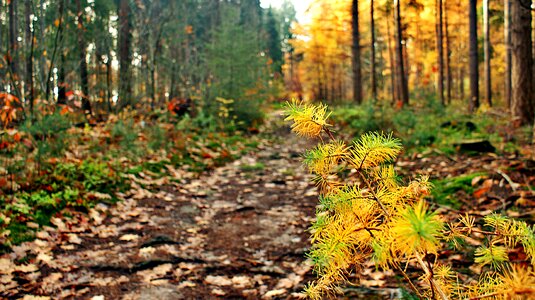 Drought autumn ground