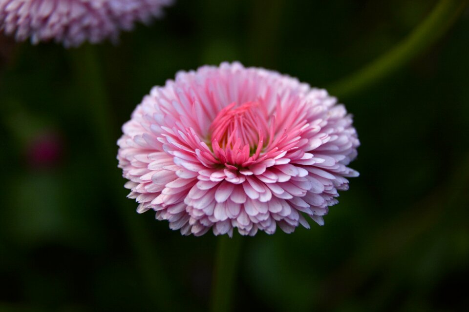 Nature blossom bloom photo