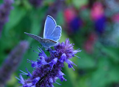 Butterfly common blue blue photo