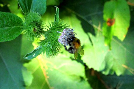 Nature pollen pollination