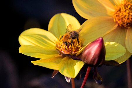Flower blossom bloom