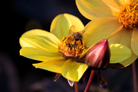 Flower blossom bloom photo