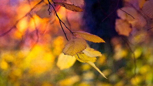 Colorful nature yellow